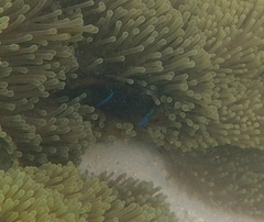 Amphiprion chrysopterus