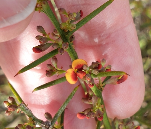 Image of Daviesia devito by (c) Rosalie Lawrence, some rights reserved (CC BY)