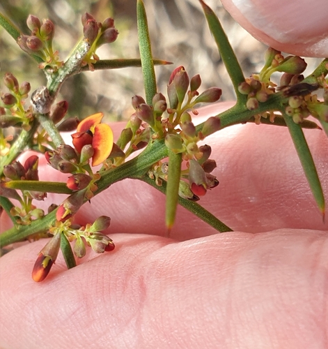 Image of Daviesia devito by (c) Rosalie Lawrence, some rights reserved (CC BY)