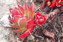 Crassula atropurpurea
