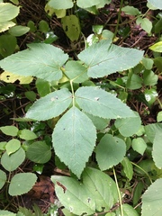 Aegopodium