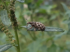 Cyphocleonus dealbatus