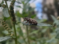 Cyphocleonus dealbatus