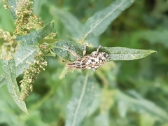 Cyphocleonus dealbatus