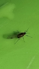 Tuberolachnus salignus