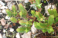 Crassula ericoides
