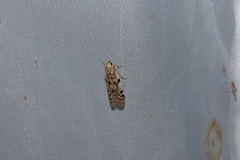 Phycitodes binaevella