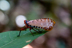 Aphaena submaculata