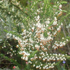 Erica penicilliformis
