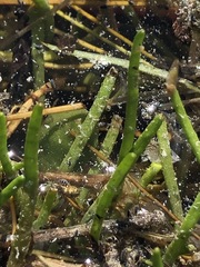 Lilaeopsis polyantha