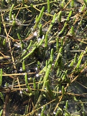 Lilaeopsis polyantha