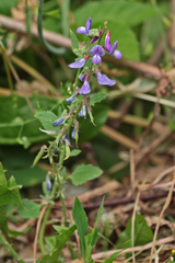 Galega orientalis