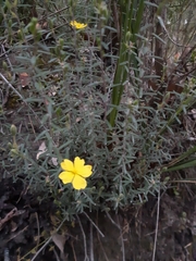 Hibbertia obtusifolia