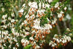 Erica penicilliformis