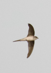 Cypsiurus balasiensis