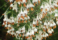 Erica penicilliformis