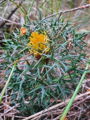 Isopogon ceratophyllus