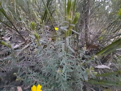 Hibbertia obtusifolia