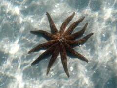 Coscinasterias muricata