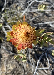 Protea glabra