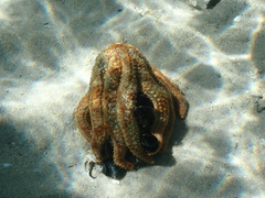 Coscinasterias muricata