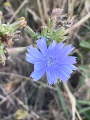 Cichorium intybus