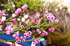 Erica fimbriata