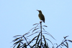 Arachnothera flavigaster