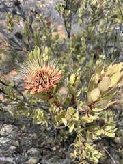 Protea glabra