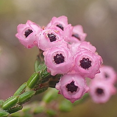 Erica fimbriata