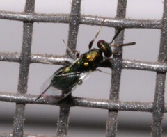 Torymidae