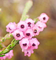 Erica fimbriata