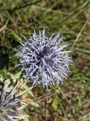 Echinops