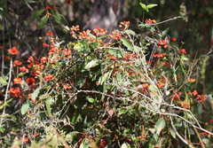 Kennedia coccinea