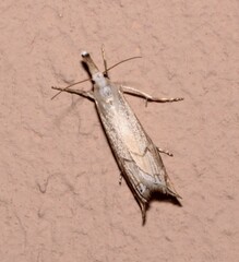 Metacrambus carectellus