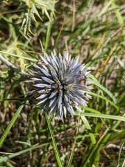 Echinops