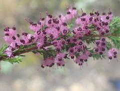 Erica opulenta
