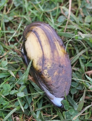 Unio pictorum