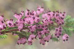 Erica opulenta