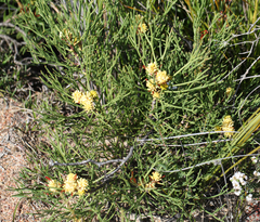 Petrophile rigida