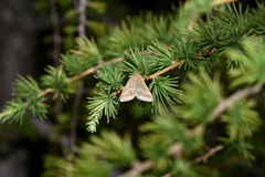 Pyrausta aerealis