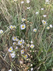 Erigeron