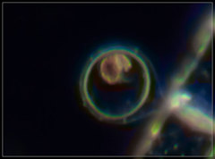 Chytridiomycota