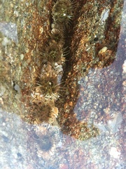 Anthopleura