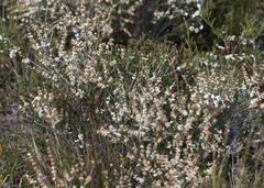 Hypocalymma angustifolium