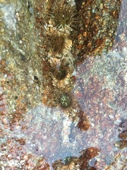 Anthopleura