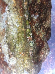 Anthopleura