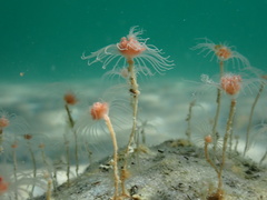 Ectopleura