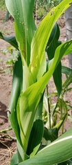 Zea mays