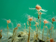 Ectopleura